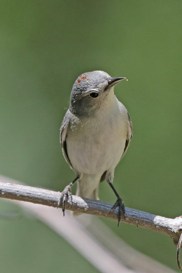 Lucys Warbler