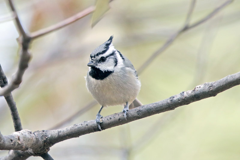 Bridled Titmouse