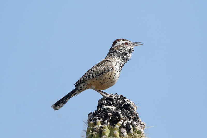 Cactus Wren