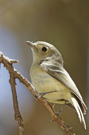 Hutton Vireo