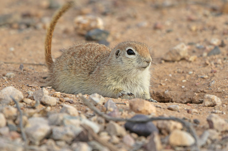 Round-tailed Ground Squirrel