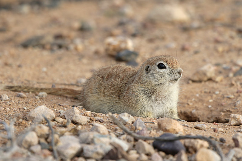 Round-tailed Ground Squirrel