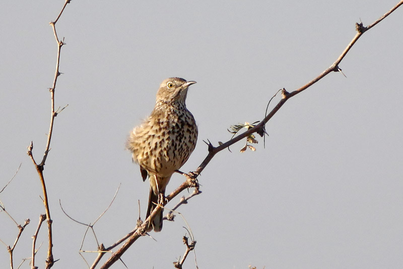 Sage Thrasher