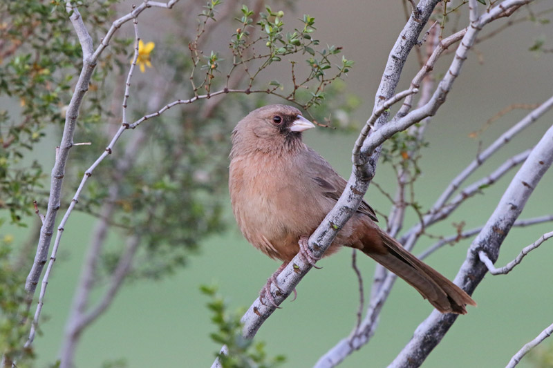 Abert's Towhee