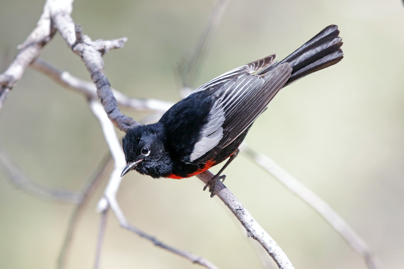 Painted Redstart