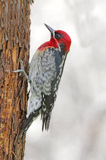 Red-breasted Sapsucker