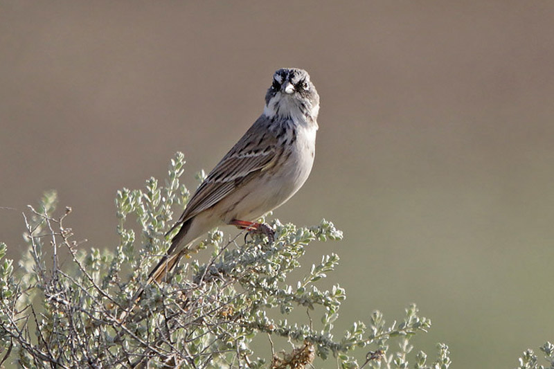 Sagebrush Sparrow