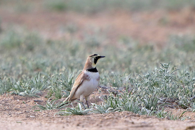 Horned Lark