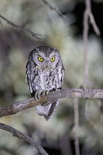 Whiskered Screech-Owl