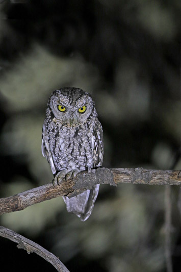 Whiskered Screech-Owl