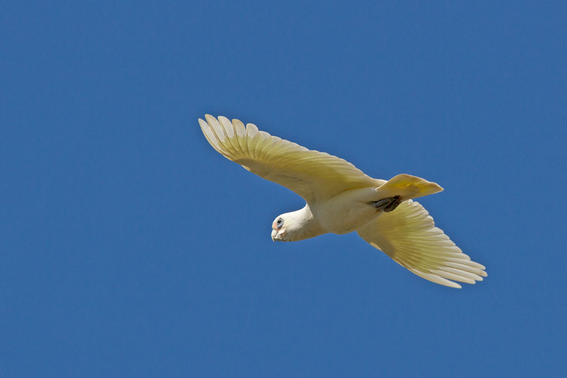 Little Corella