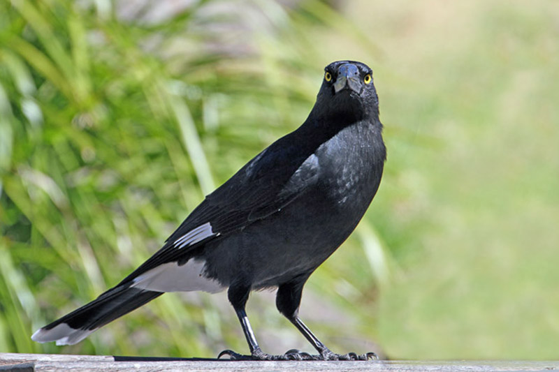 Pied Currawong