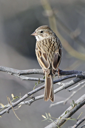 Brewer's Sparrow