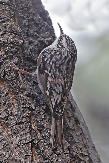 Brown Creeper