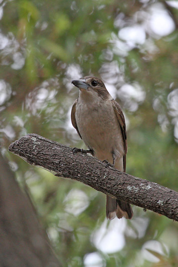 Gray Butcherbird