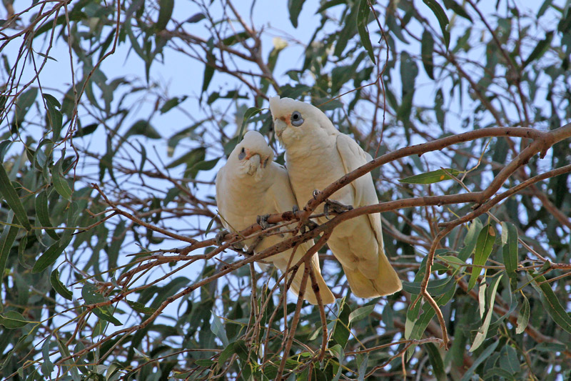 Little Corella