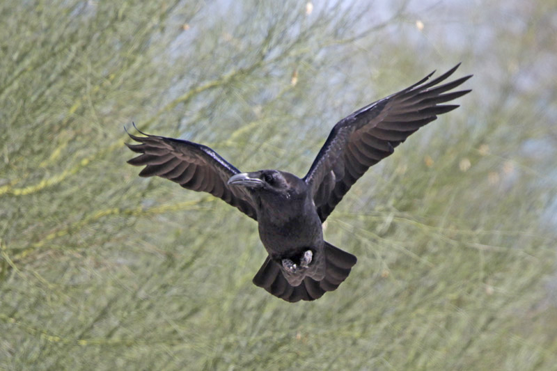 Common Raven