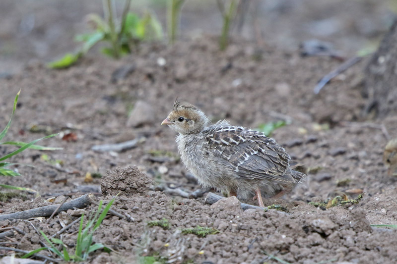 Gambel's Quail