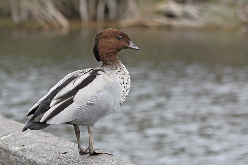 Australian Wood Duck