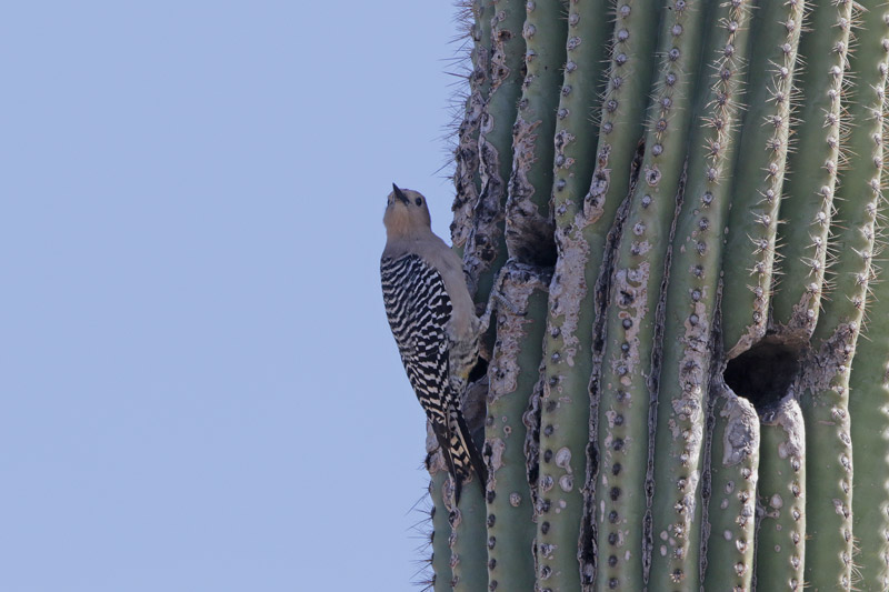 Gila Woodpecker