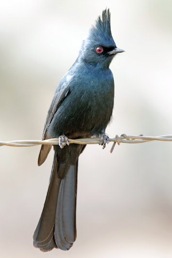 Phainopepla