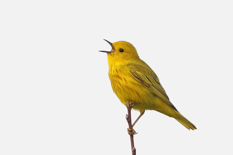 Yellow Warbler