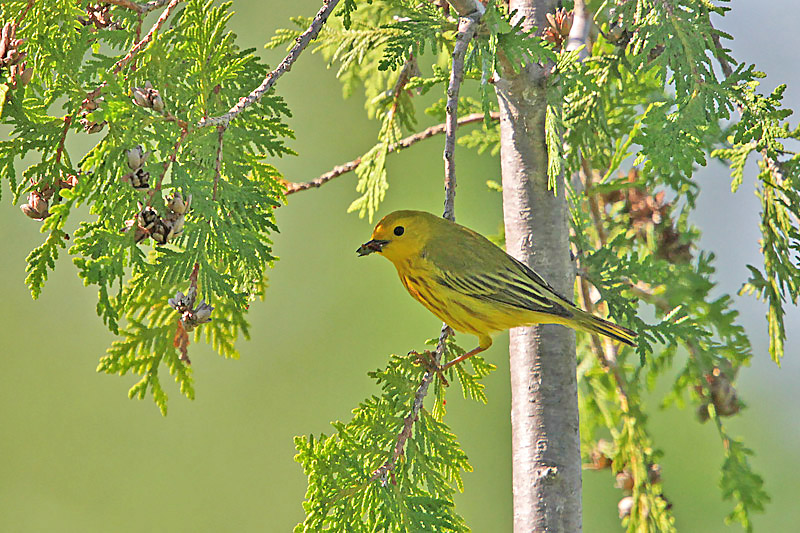 Yellow Warbler