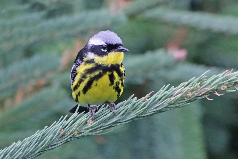 Magnolia Warbler