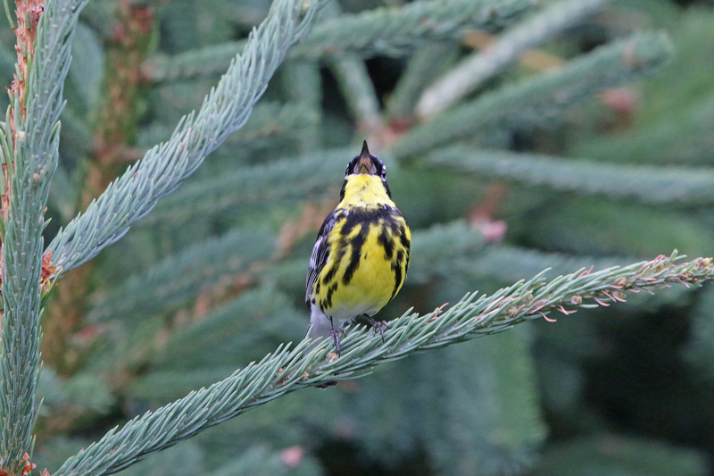 Magnolia Warbler