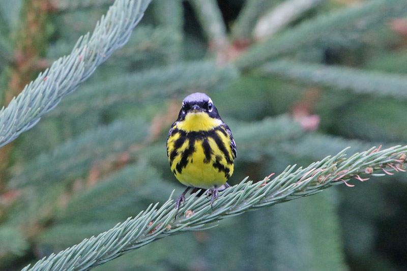 Magnolia Warbler