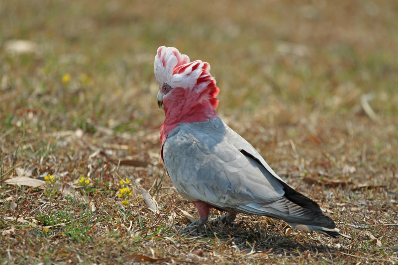 Galah