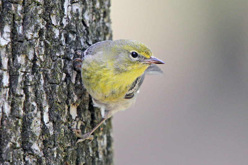 Pine Warbler