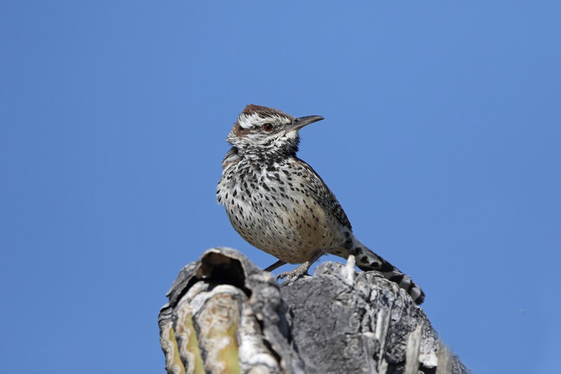 Cactus Wren