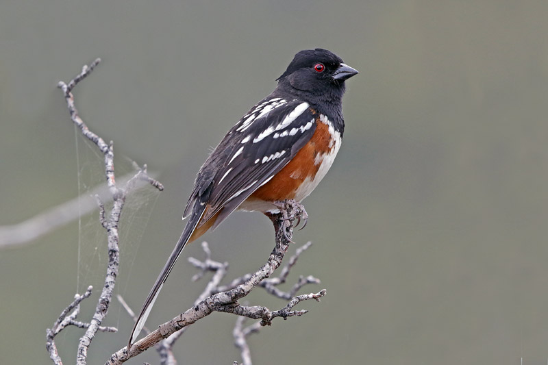 Spotted Towhee