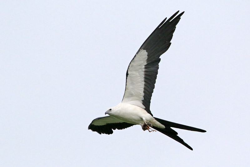Swallow-tailed Kite