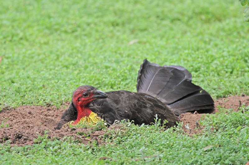 Australian-Brush Turkey