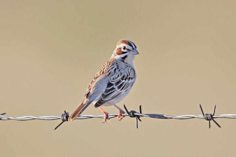 Lark Sparrow
