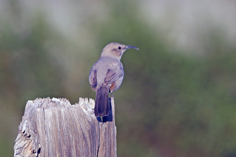 Le Conte's Thrasher