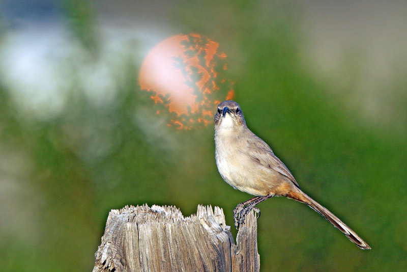 Le Conte's Thrasher