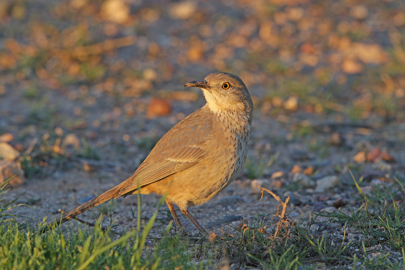 Curve-billed Thrasher