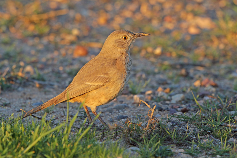 Curve-billed Thrasher