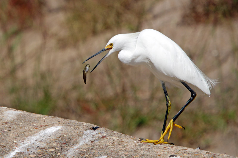 Snowy Egret