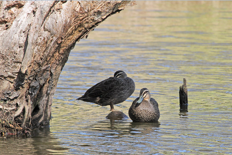 Pacific-black Duck