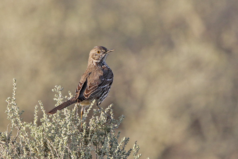Sage Thrasher