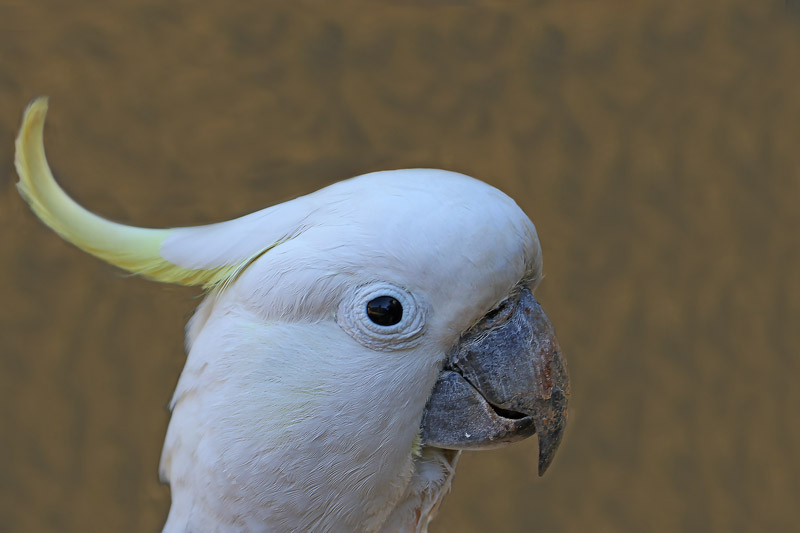 Sulphur-crested Cockatoo
