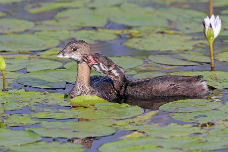 Pied-billed Grebe