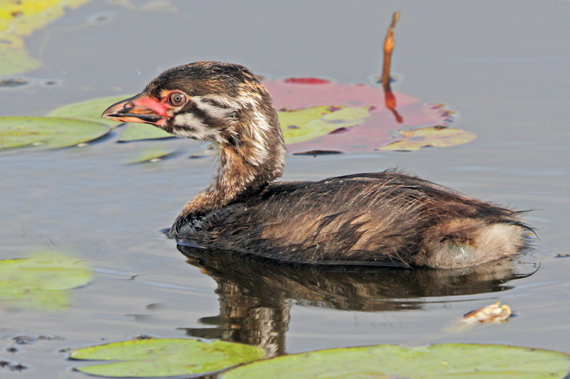 Pied-billed Grebe
