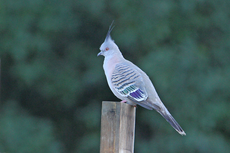Crested Pigeon