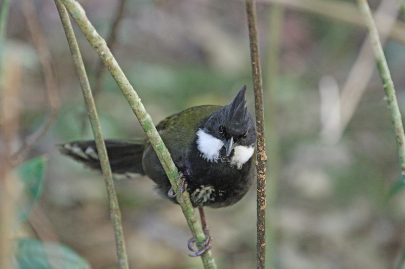 Eastern Whipbird