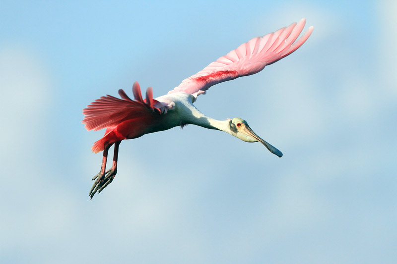 Roseate Spoonbill